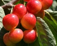 Черешня "Гостинец"