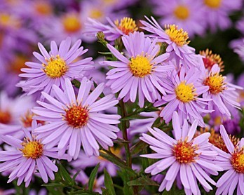 Астра кустарниковая "Антон Киппенберг"