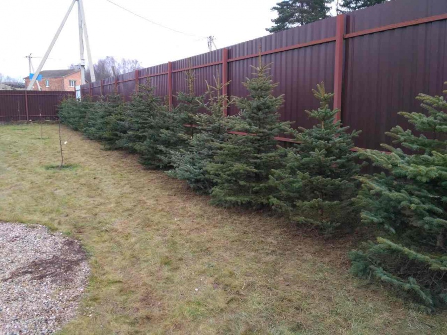 Фото посадки