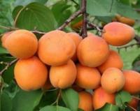 Абрикос "Харгранд"