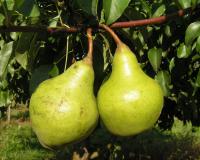 Груша "Завея"