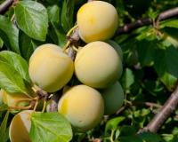 Слива "Ренклод"