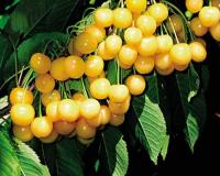 Черешня "Журба"