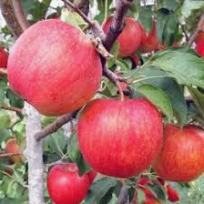 Яблоня "Женева"