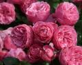 Розы Флорибунда