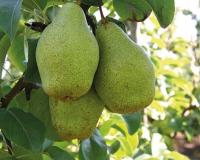 Груша "Ноябрьская"