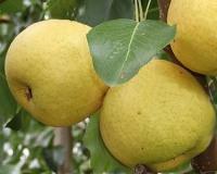 Груша "Москвичка"