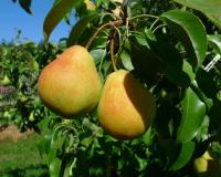 Груша "Большая летняя"