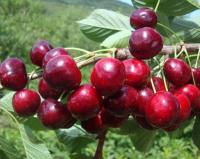 Черешня "Сюбаровская"