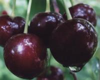 Вишня "Шоколадница"