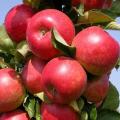 Колоновидные сорта яблони
