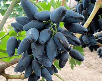 Виноград "Викинг"