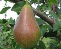 Груша "Январская"