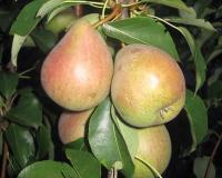 Груша "Белорусская поздняя"