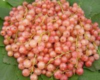 Смородина розовая "Прыгажуня"