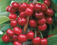 Вишня "Шпанка"