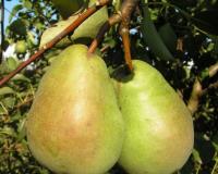 Груша "Бере Люка"