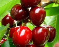 Вишня "Живица"