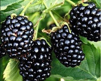 Ежевика "Киова"