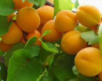 Абрикос "Погремок"