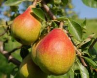 Груша "Дюшес (Вильямс летний)"