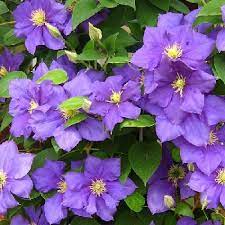 Клематис "Генерал Сикорский" (Р-9)