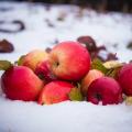 Зимние сорта яблони