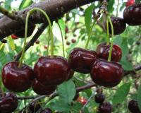 Вишня "Фюртош"