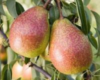 Груша "Мраморная"