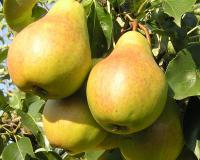 Груша "Велеса"