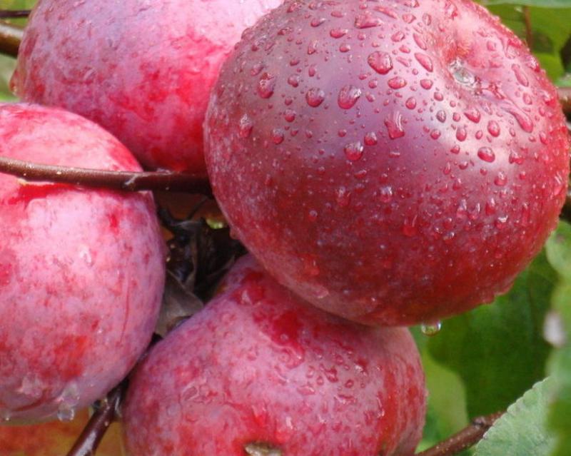 Яблоня "Память Коваленко"