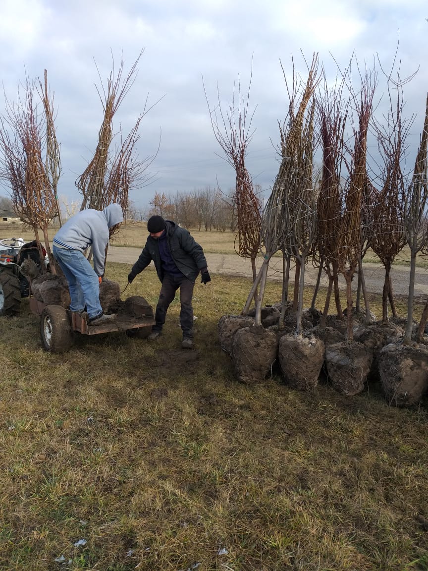 Фото посадки