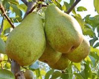 Груша "Бере Киевская"