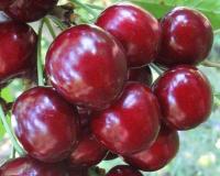 Вишня "Ласуха"