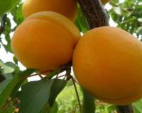 Абрикос "Голдрич"