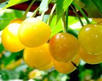 Черешня "Янтарная"