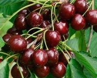 Вишня "Жуковского"