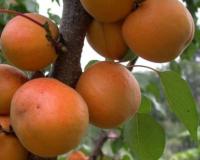 Абрикос "Харкот"