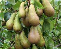 Груша "Конференция"
