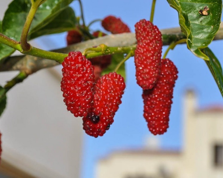 Шелковица "Диана красная"