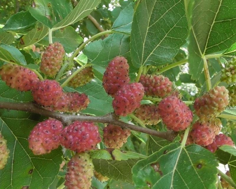 Шелковица "Смоленская Розовая"