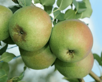 Груша "Десертная россошанская"