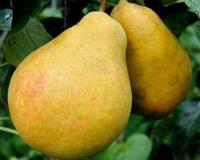 Груша "Золотоворотская"