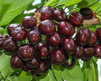 Черешня "Мускатная"