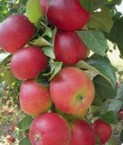 Яблоня "Афродита"