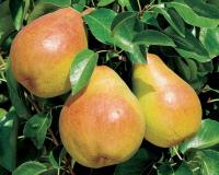 Груша "Киффер"