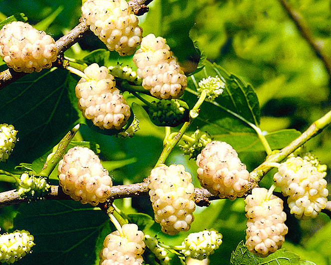 Шелковица "Белая Медовая"