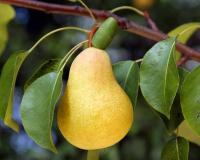 Груша "Бере золотая"