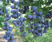 Голубика "Блюголд (Bluegold)"