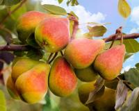 Груша "Забава"